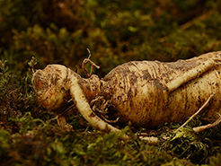 人参种植基地