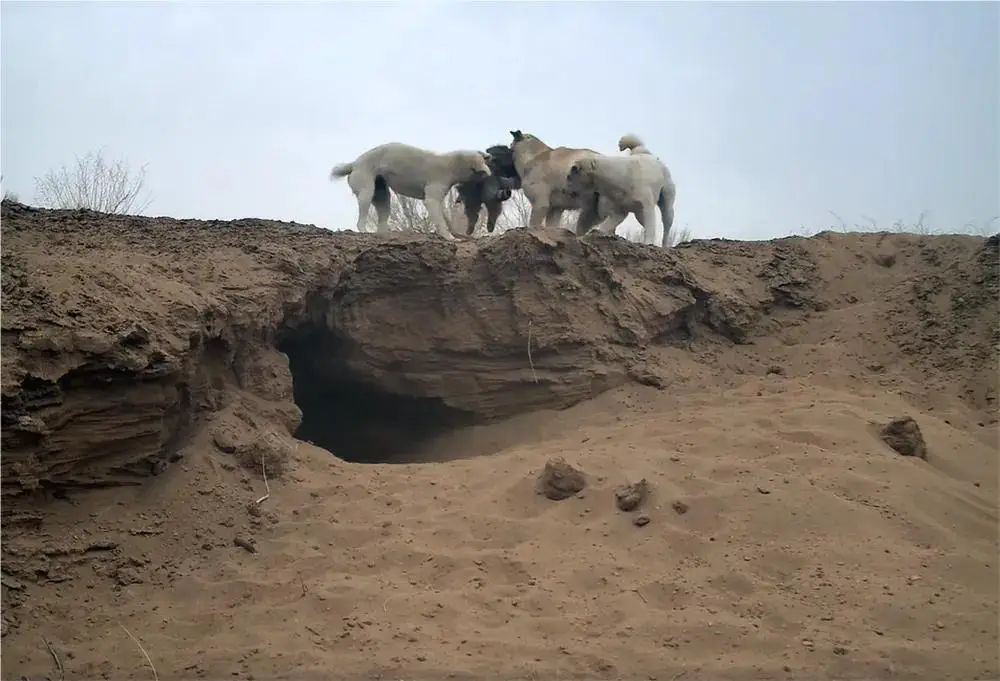 甘肃挖出神秘坑洞__甘肃地下河流冰洞